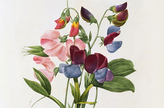 Illustrations dans le thème de la botanique.