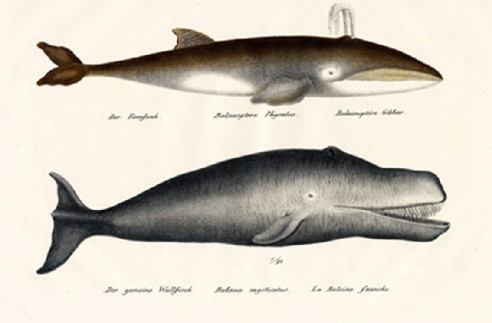 Illustrations scientifiques animalières du 19ème siècle