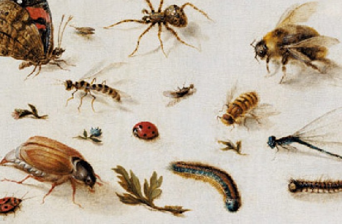 Images, peintures et impressions d'art d'insectes 