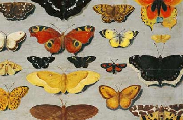 Peintures et impressions de papillons