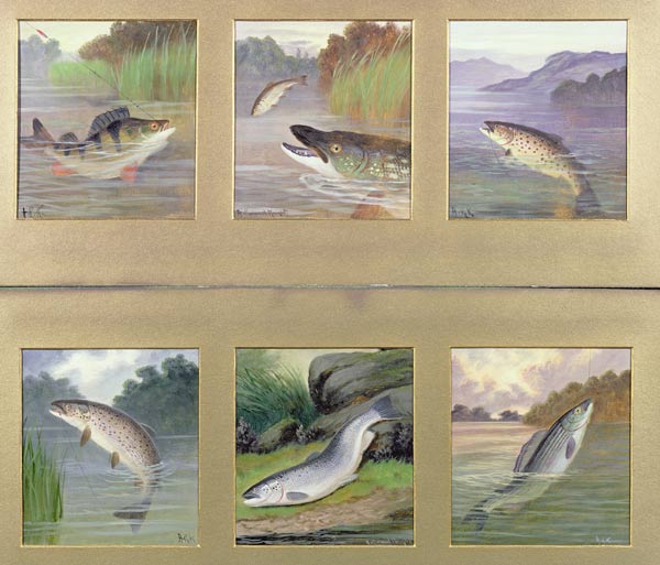 Selection of Fish Paintings à A. Roland Knight