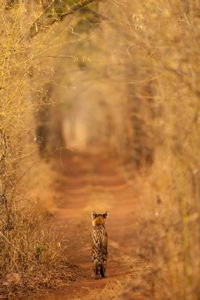 The Tiger in  the Tunnel