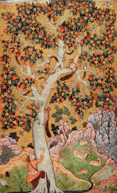 Johnson Album I, No.30 Squirrels on a plane tree, Mughal à Abu'l Hasan