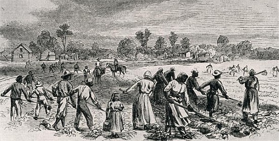 Labour in the Cotton Fields, Hoeing the Young Plants, illustration from ''Harper''s Weekly'', 1867,  à (d'après) Alfred R. Waud