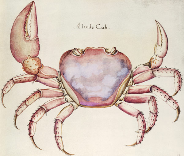 Land Crab à (d'après) John White
