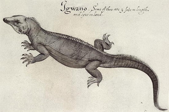 Iguana à (d'après) John White