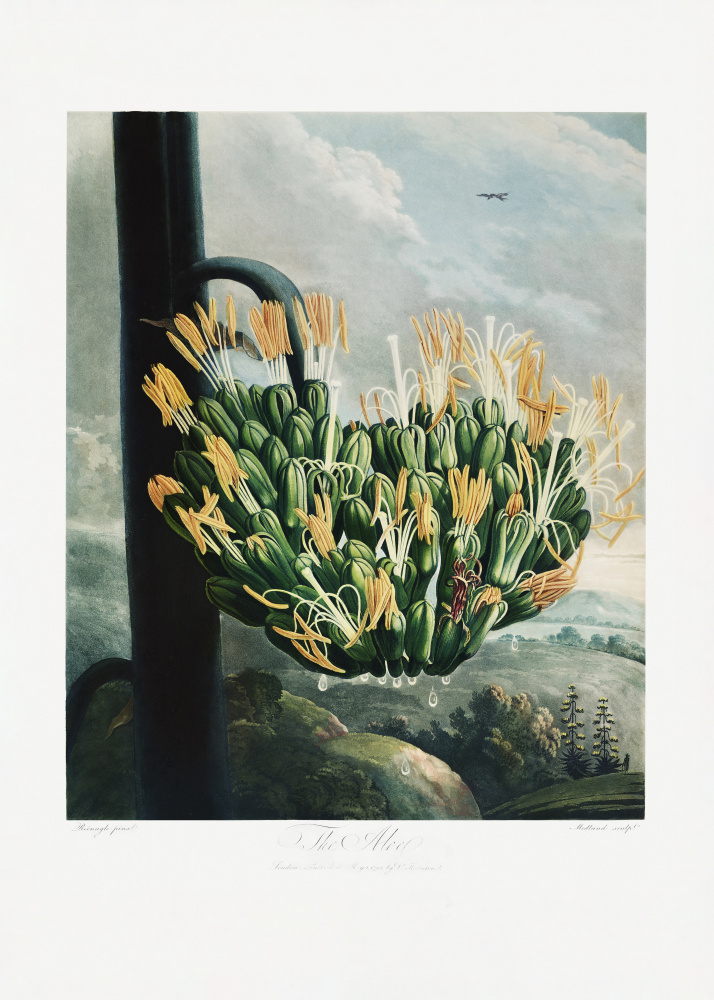 The Aloe from The Temple of Flora (1807) à (d'après) Robert John Thornton