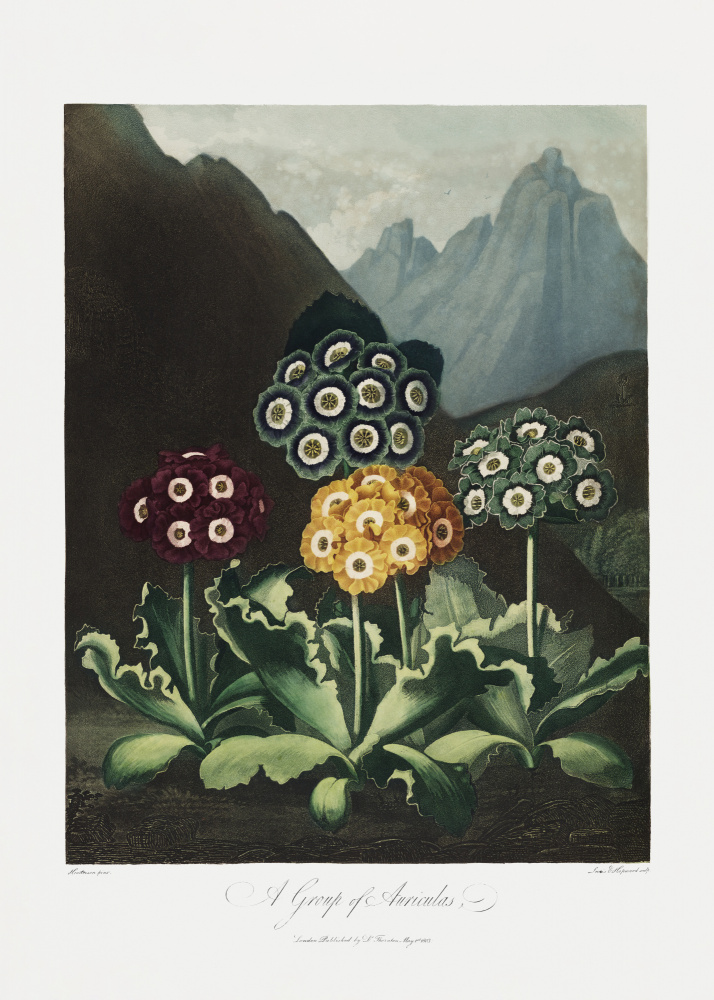 A Group of Auriculas from The Temple of Flora (1807) à (d'après) Robert John Thornton