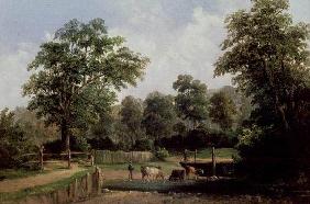 Landscape with cows