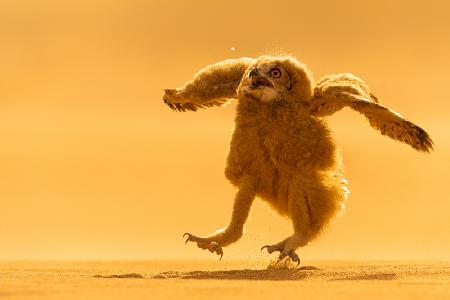 Pharaoh eagle owl-chick