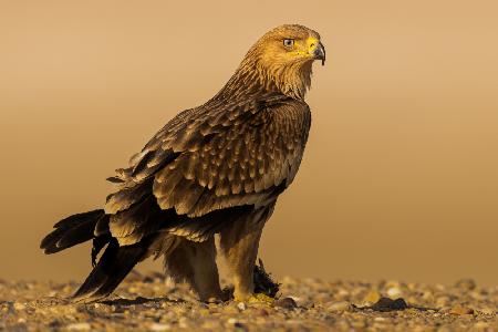 Eastern Imperial Eagle