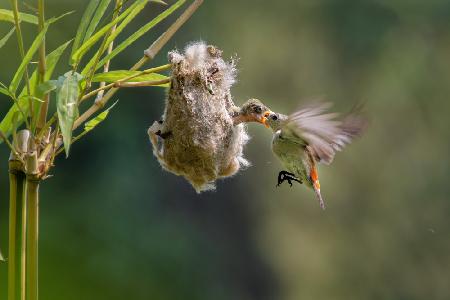 feeding