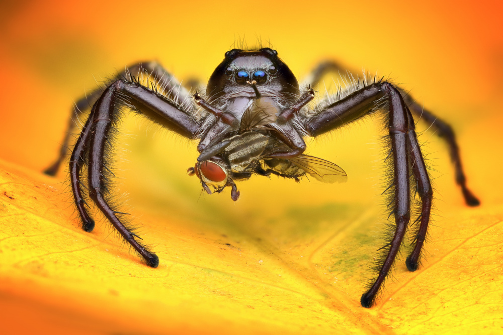 Gigantius Jumping Spider à Ajar Setiadi