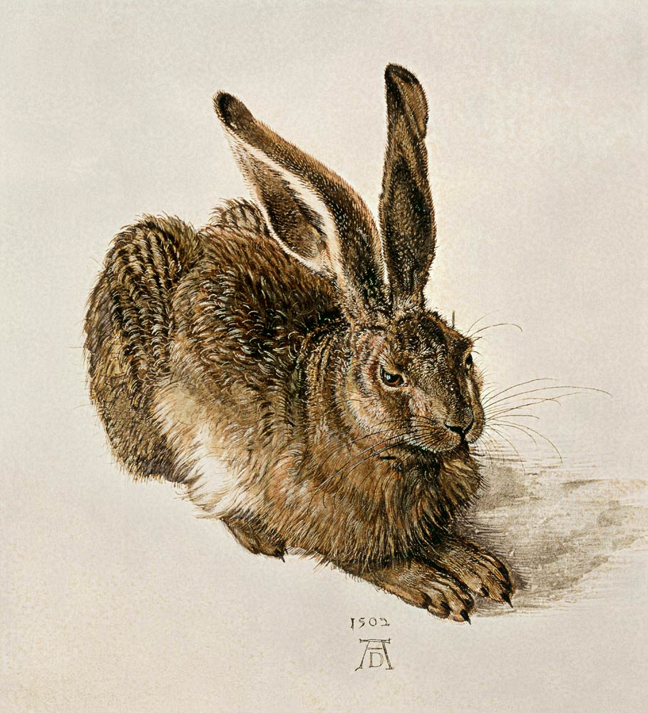 Un jeune lièvre des champs à Albrecht Dürer