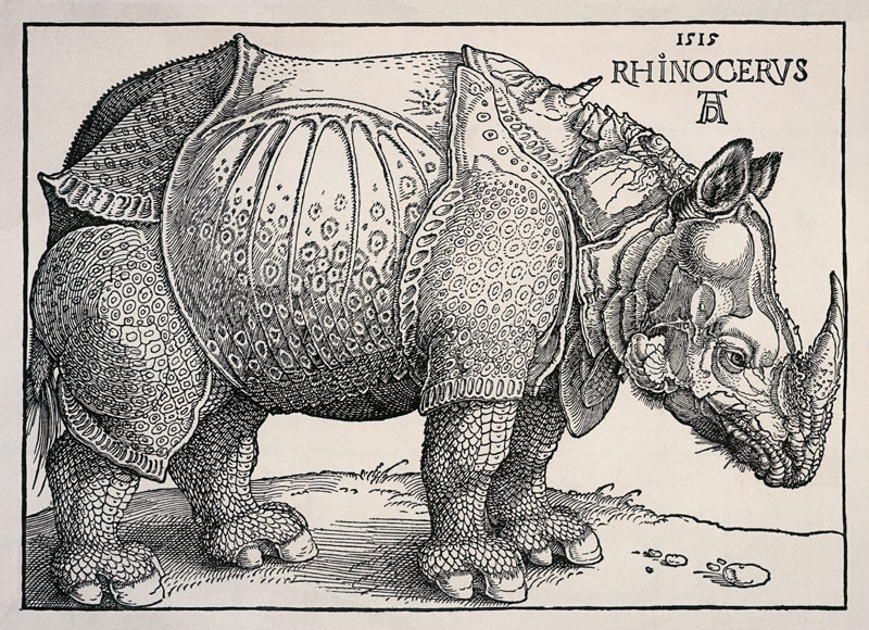 Rhinocéros à Albrecht Dürer