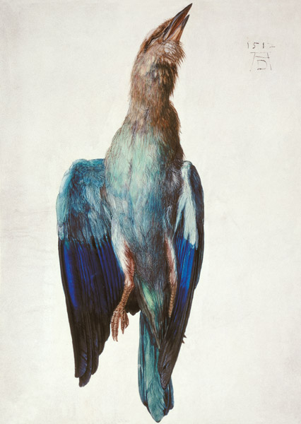 Hooded crow à Albrecht Dürer
