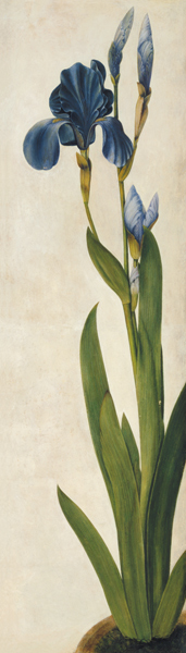 An Iris (w/c & gouache on paper) à Albrecht Dürer