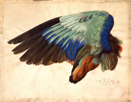 Aile d'un oiseau à Albrecht Dürer