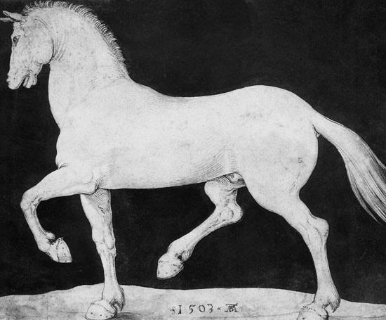 Cheval à Albrecht Dürer
