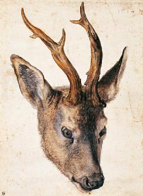 Tête d'un cerf