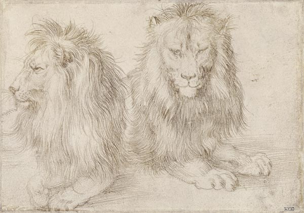 Two seated lions à Albrecht Dürer