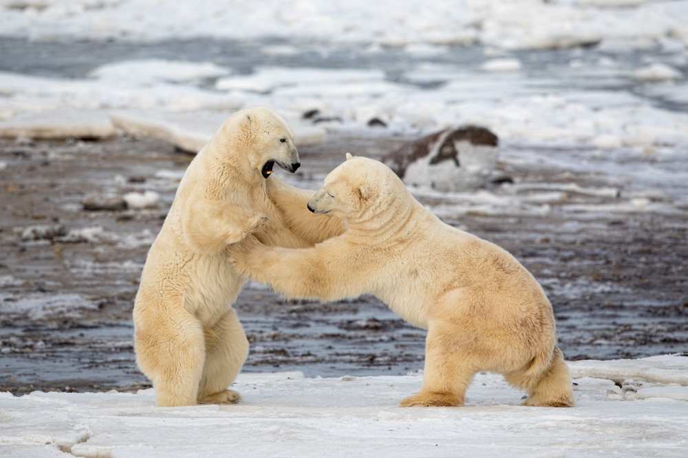 Polar Bears à Alessandro Catta