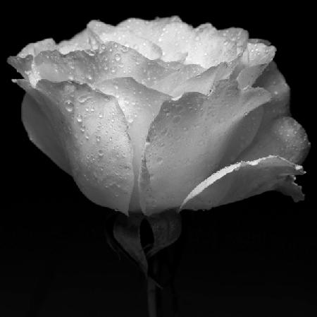 white flower and water