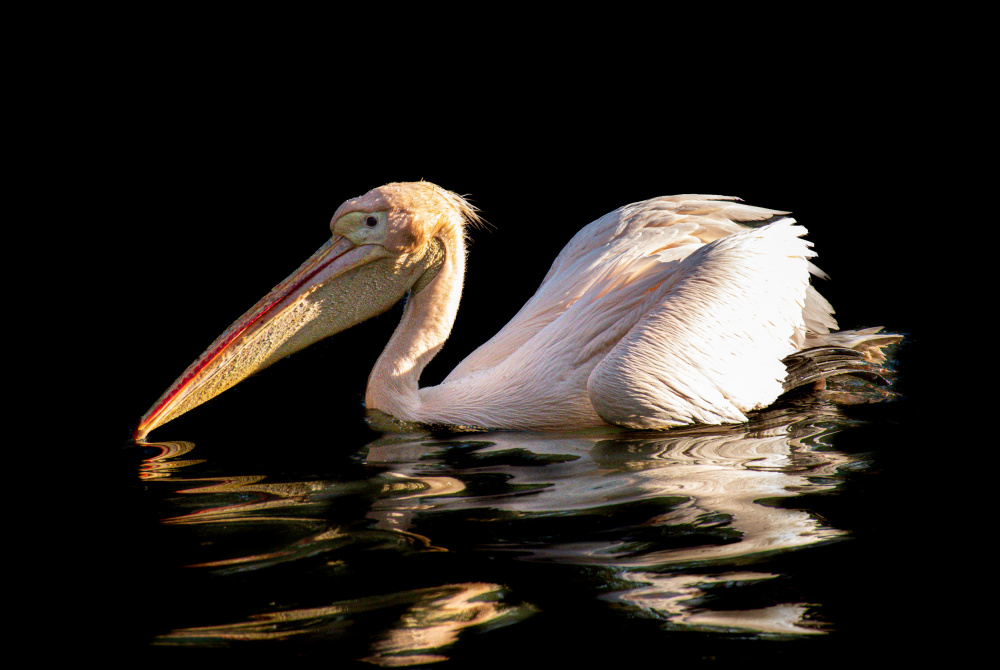 Scrambled pelican à Alexandra Isbasoiu