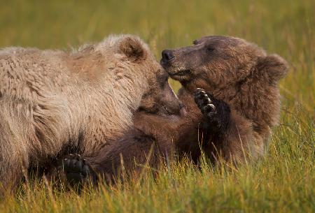 Mother and Cub