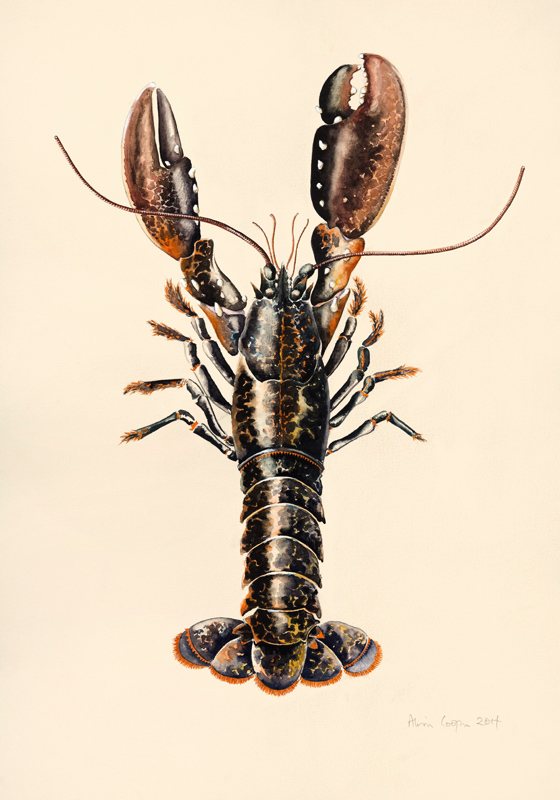 Lobster from Solva à Alison  Cooper