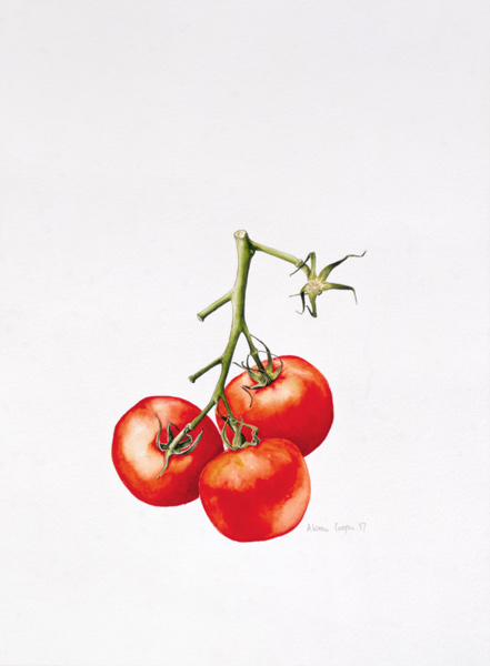 Three Tomatoes on the Vine, 1997 (w/c on paper)  à Alison  Cooper