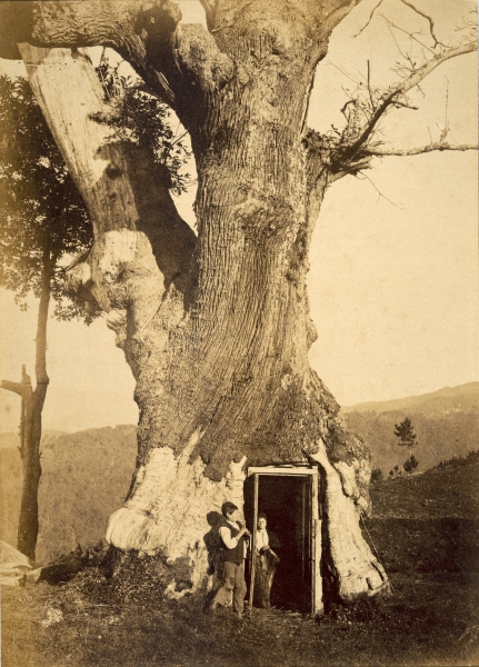 Two boys at the doorway of their treehouse, c.1870-80 (b/w photo)  à Photographe américain