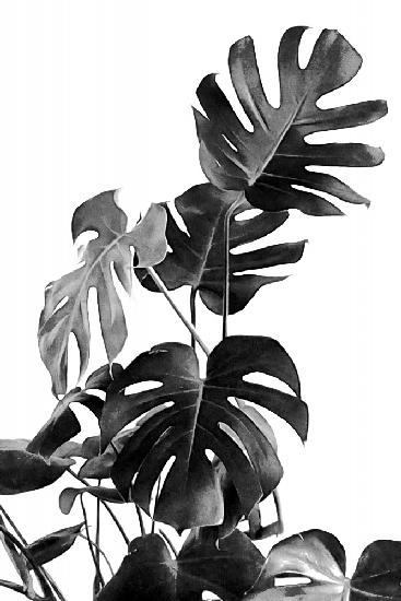 Monstera Black and White 09