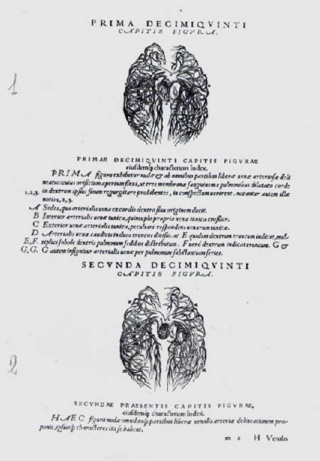 Vascular system of the brain à Andreas Vesalius