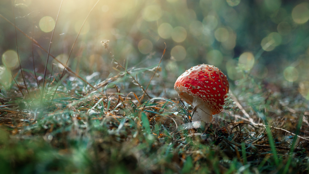 Red hat... à Andrii Kazun