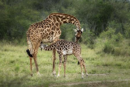 Feeding time