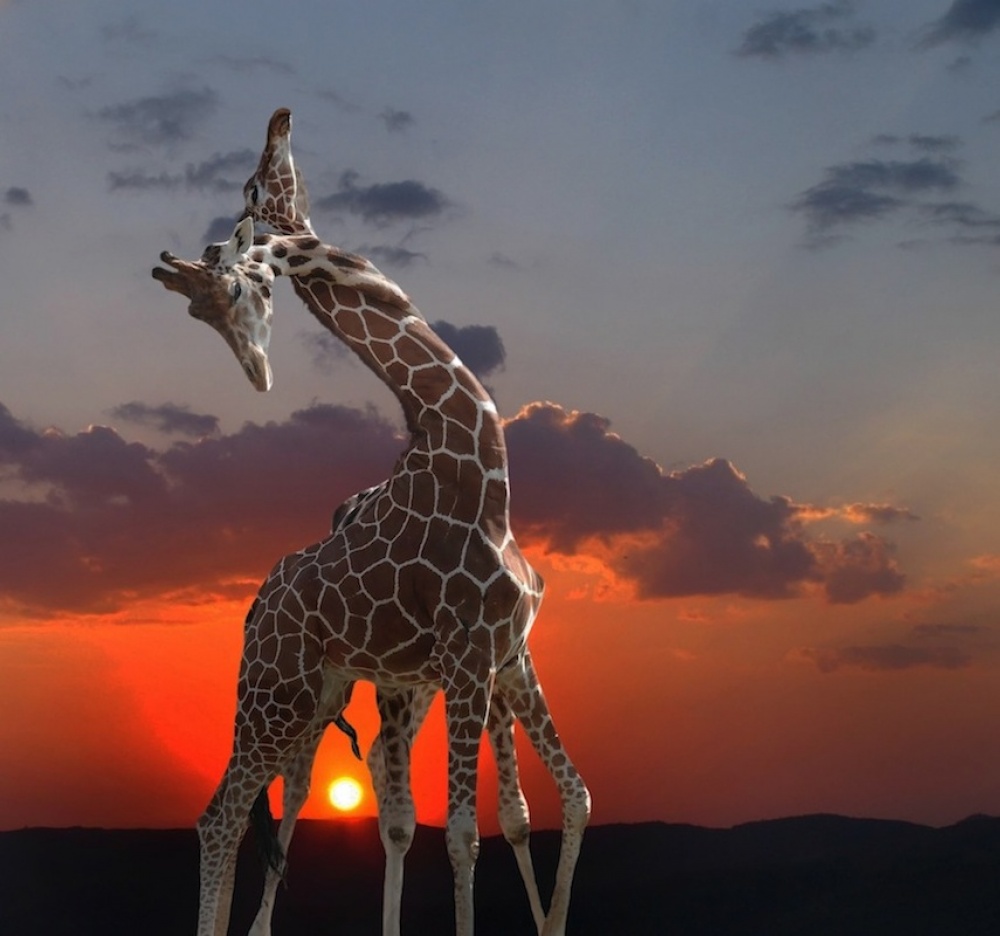 girafes at sunset à Anna Cseresnjes