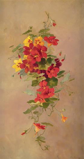 Nasturtiums