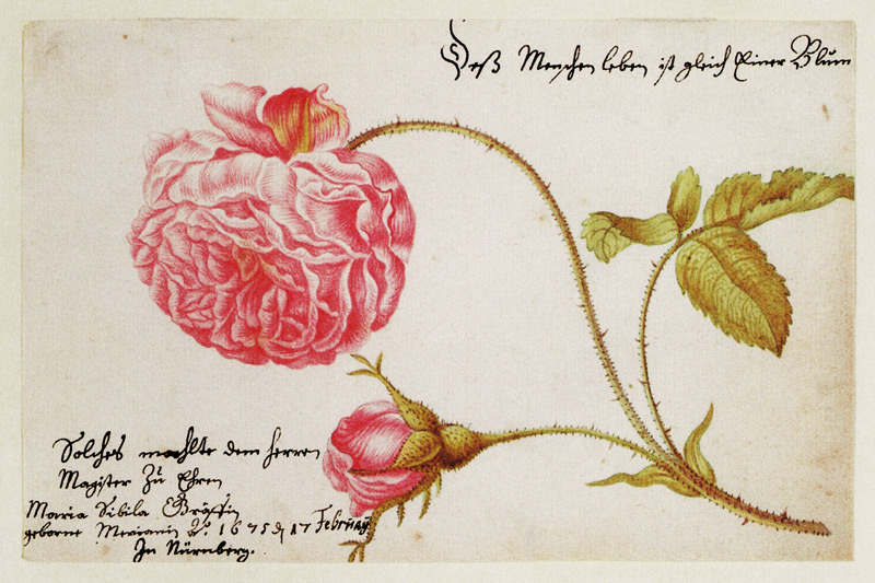 Feuille d'album avec une rose à Anna Maria Sibylla Merian