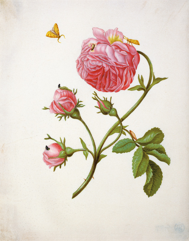 Rose avec des papillons  à Anna Maria Sibylla Merian
