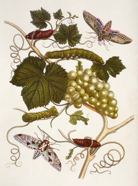 Weinrebe und Nachtfalter / M.S.Merian à Anna Maria Sibylla Merian