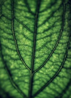 Callas feuilles 