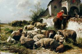 Le troupeau de mouton