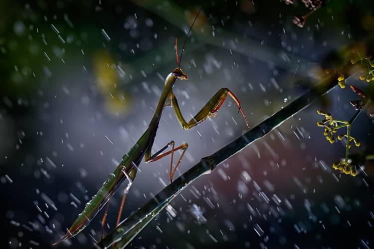 Mantis in the rain à Antonio Grambone