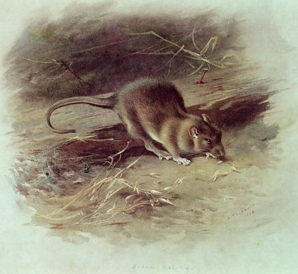 Brown Rat (Rattus norvegicus) 1918 (coloured engraving) à Archibald Thorburn