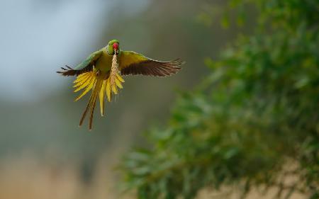 Rose ring Parakeet in flight