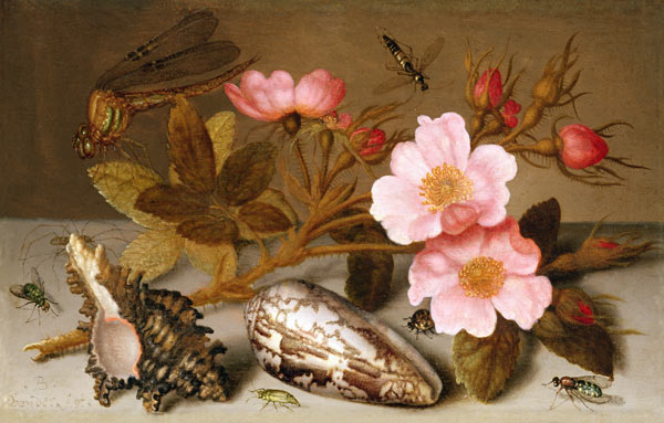 Still life depicting flowers, shells and a dragonfly (oil on copper) (for pair see 251377) à Balthasar van der Ast