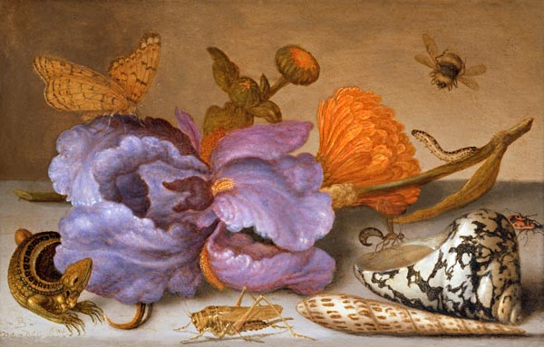 Still life depicting flowers, shells and insects (oil on copper) (for pair see 251378) à Balthasar van der Ast
