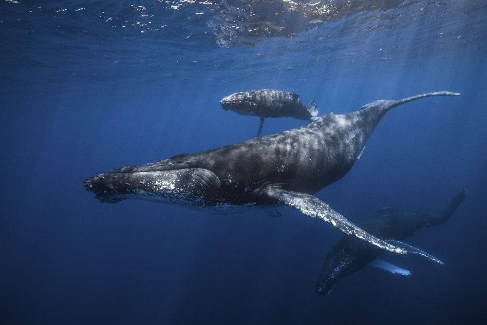 Humpback whale familys à Barathieu Gabriel