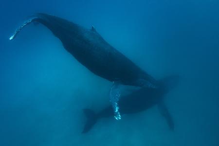 Humpback whales